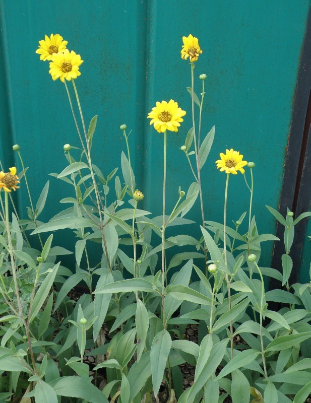 Image of Helianthus rigidus specimen.