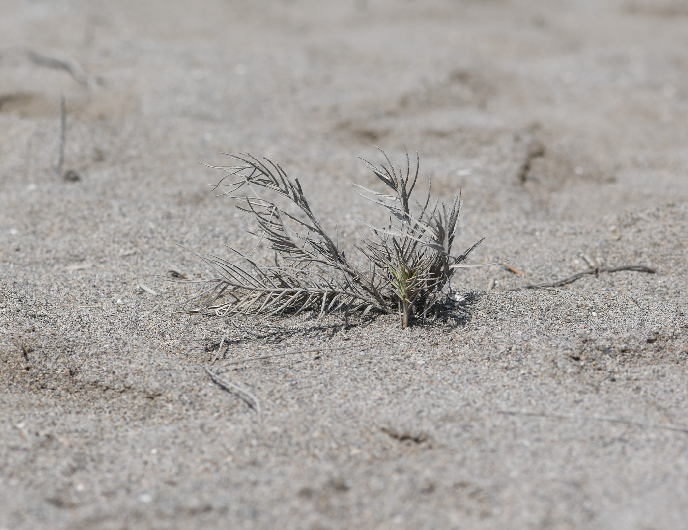 Image of Distichlis spicata specimen.