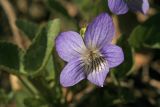 Смотреть изображение Viola rupestris