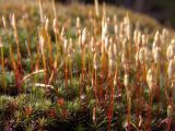 Polytrichum piliferum