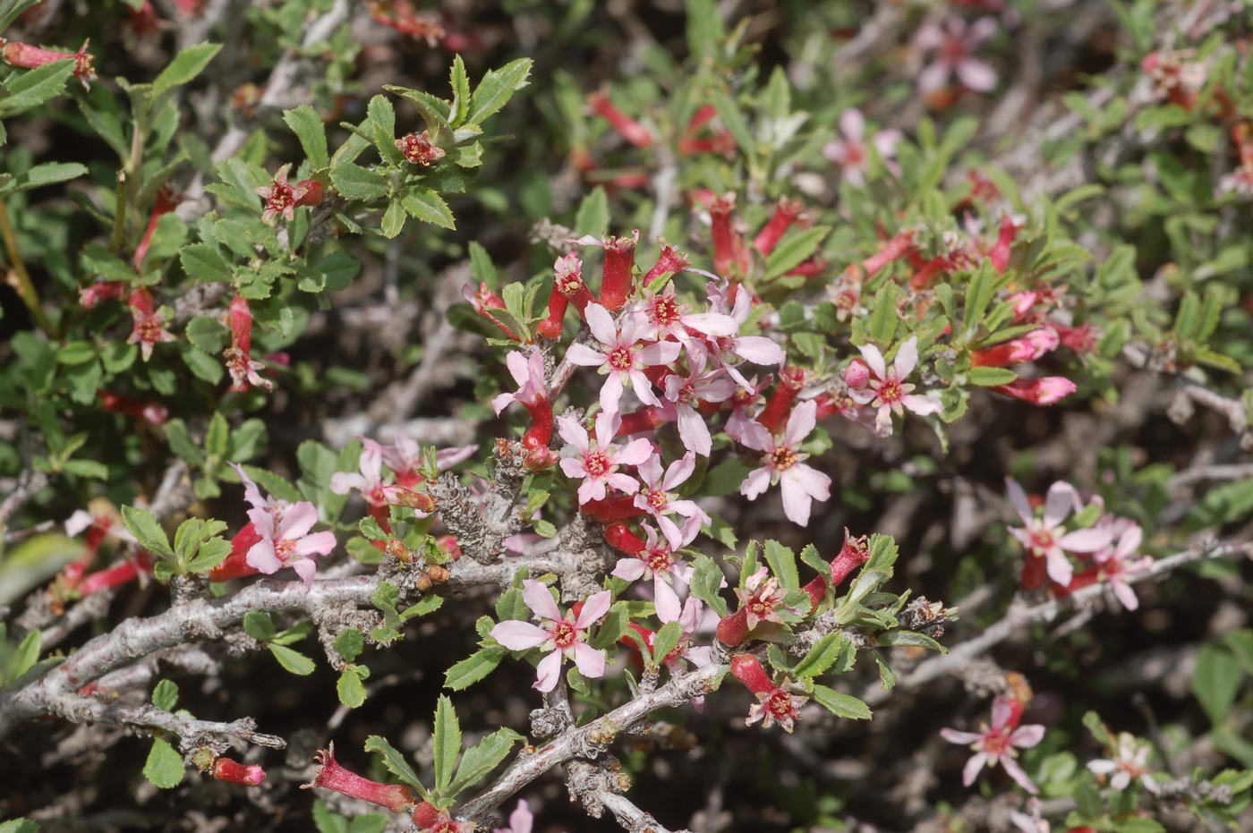 Image of Cerasus erythrocarpa specimen.