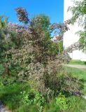 Rosa glauca. Бутонизирующее растение. Тверская обл., г. Тверь, Заволжский р-н, возле многоэтажки, в озеленении. 18 мая 2019 г.