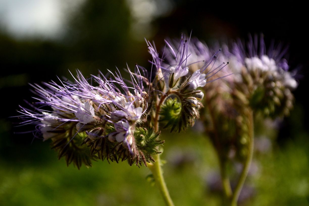 Изображение особи Phacelia tanacetifolia.