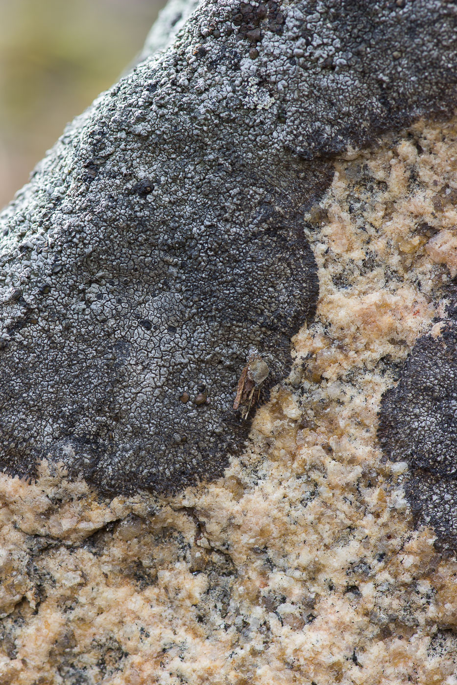 Image of genus Aspicilia specimen.