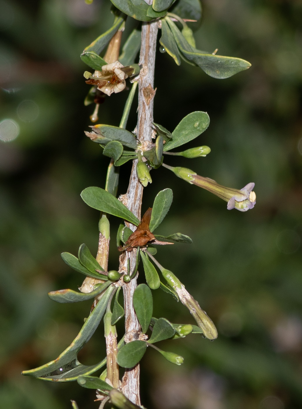 Image of Lycium bosciifolium specimen.