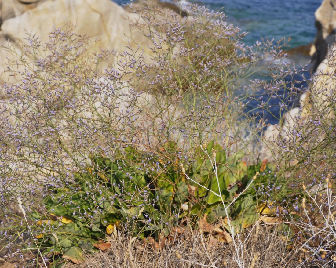 Изображение особи Limonium narbonense.