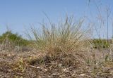 genus Festuca. Цветущее растение. Краснодарский край, Крымский р-н, окр. станицы Гладковская, грязевой вулкан Гладковские сопки, галофильный остепнённый луг. 25.04.2020.