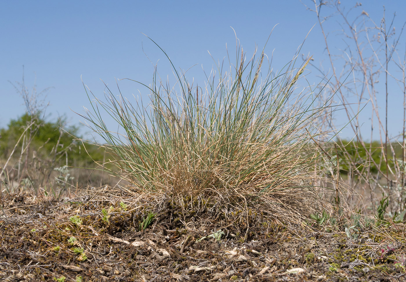 Image of genus Festuca specimen.