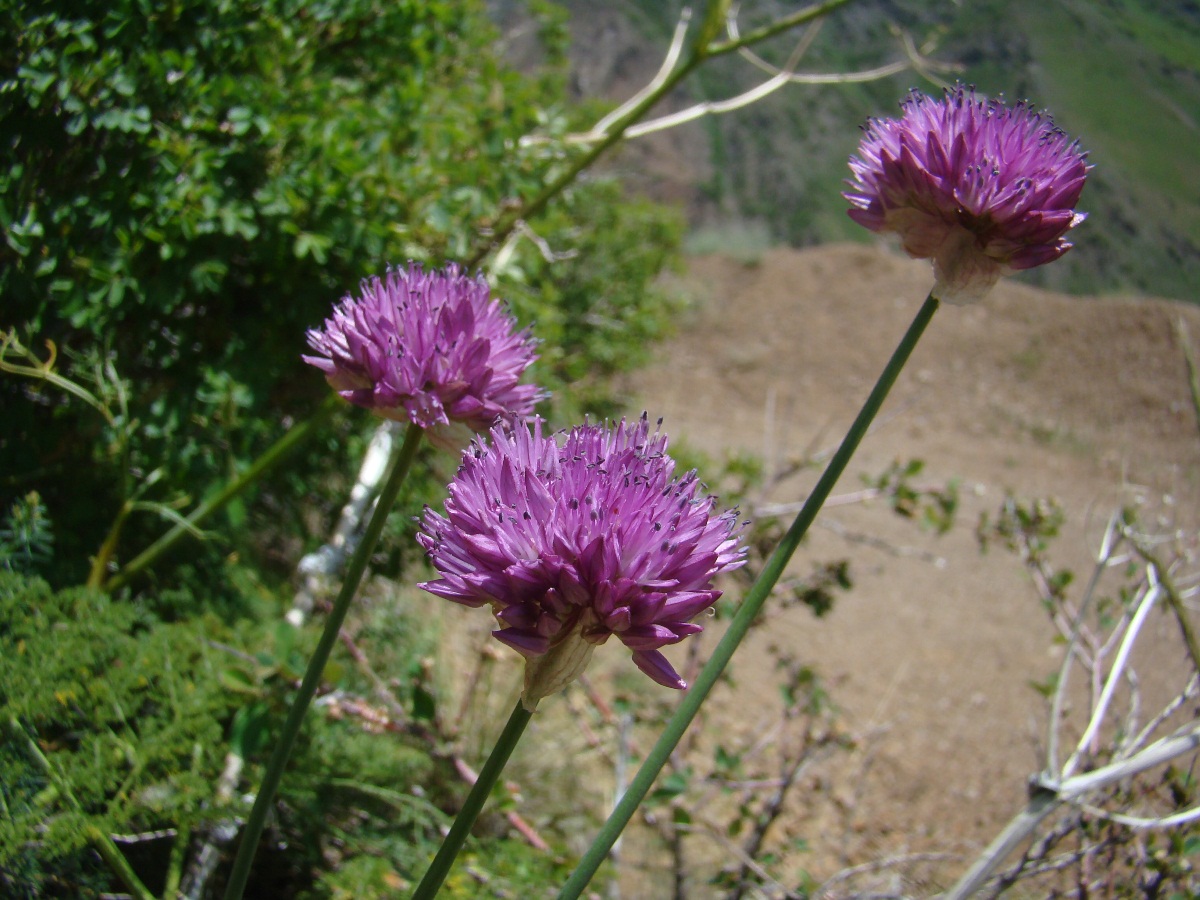 Изображение особи Allium dolichostylum.