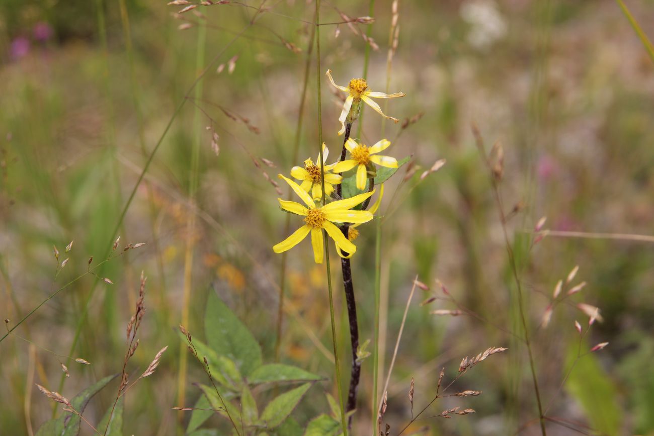 Image of Senecio nemorensis specimen.