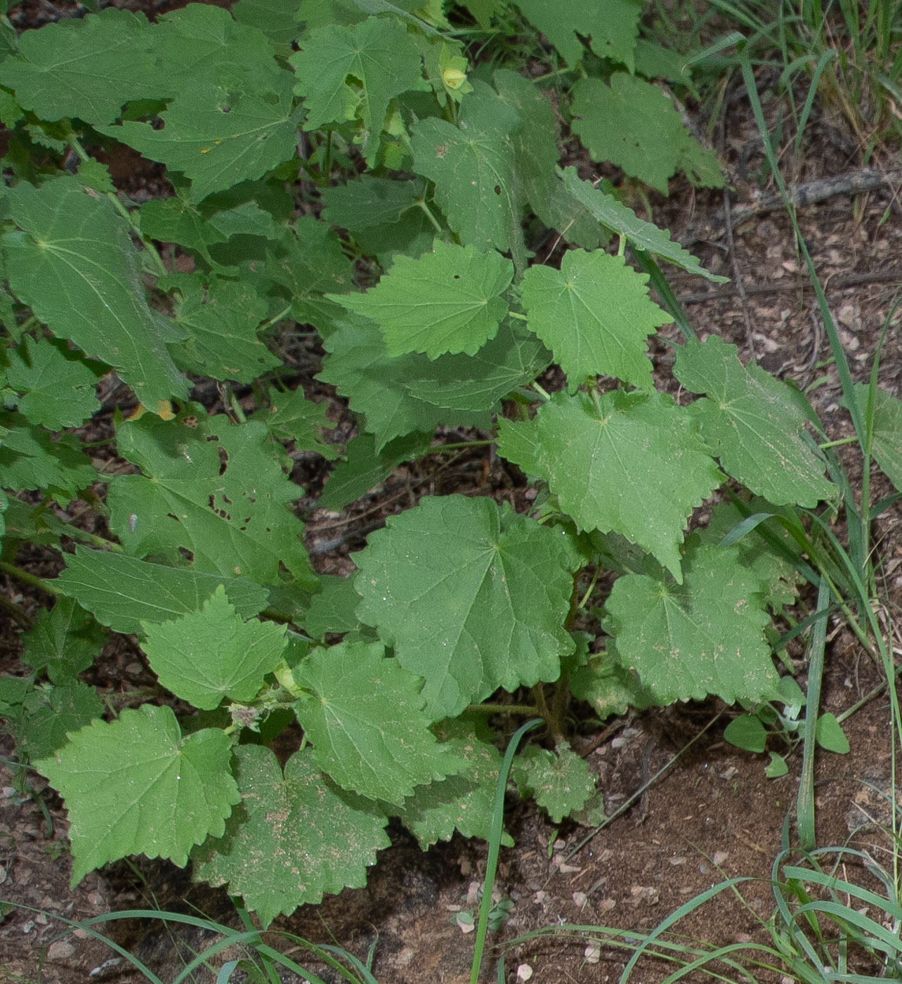 Image of Pavonia burchellii specimen.