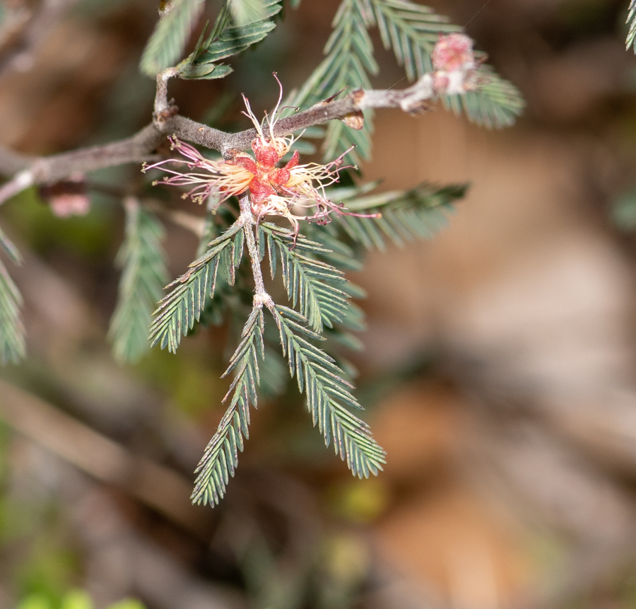 Image of Calliandra eriophylla specimen.