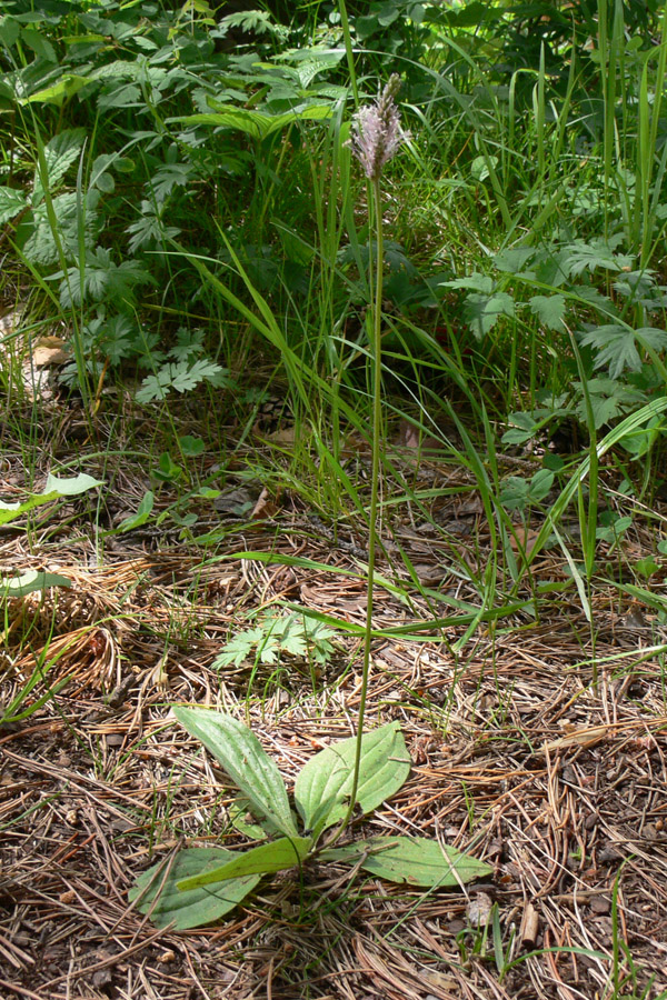 Изображение особи Plantago media.