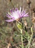 Centaurea borysthenica. Верхушка побега с соцветием. Украина, г. Запорожье, центральная часть о-ва Хортица, участок со степной растительностью на песке с примесью глины. 18.10.2020.