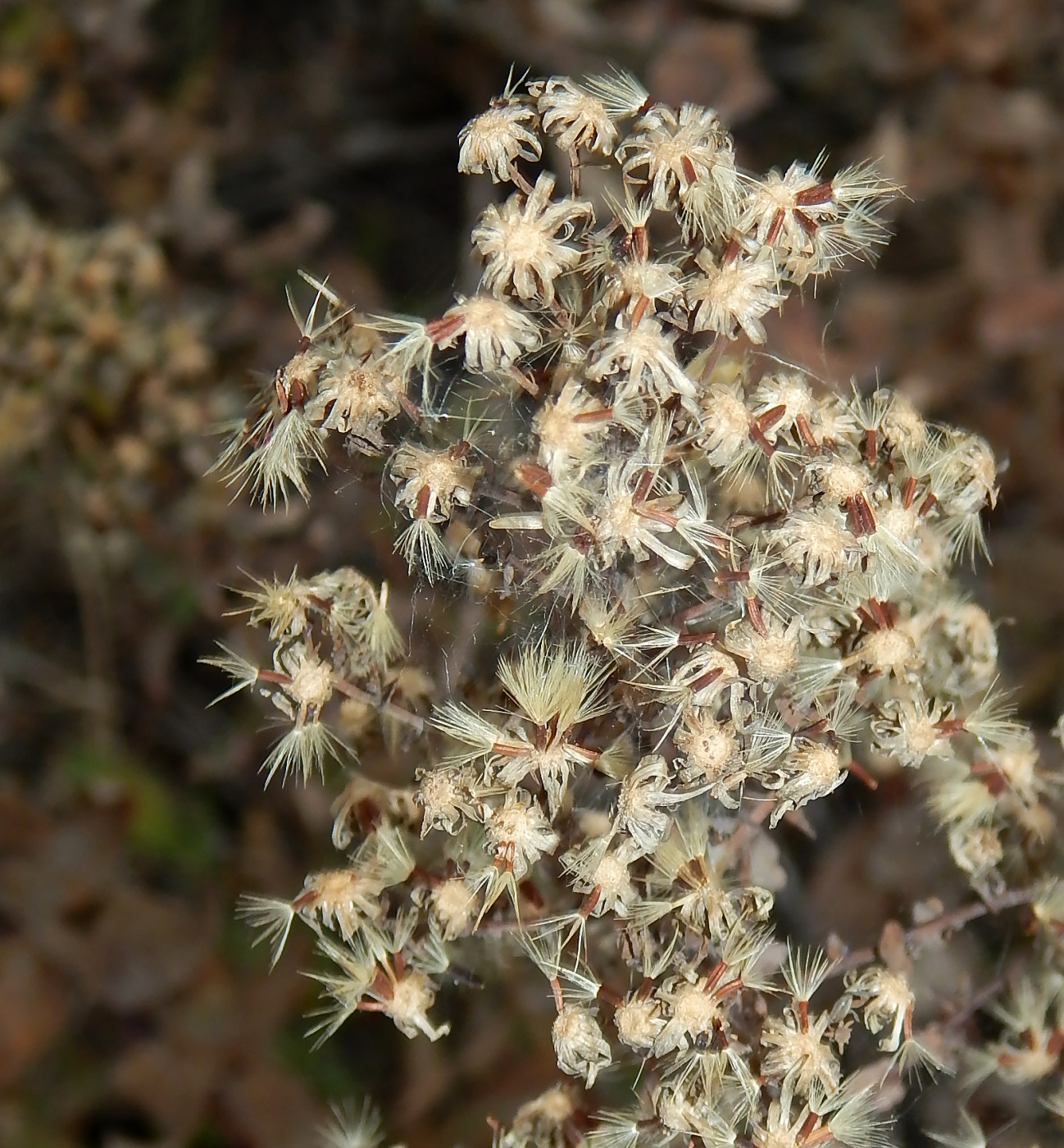 Изображение особи род Hieracium.