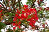 Delonix regia