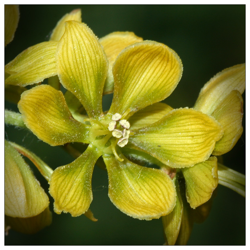 Изображение особи Veratrum lobelianum.