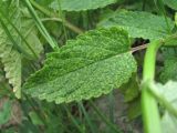 Nepeta grandiflora. Лист, поражённый вирусом. Кабардино-Балкария, Эльбрусский р-н, окр. с. Нейтрино, ок. 1800 м н.у.м., каменистый склон. 05.07.2020.