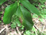 Fraxinus excelsior. Лист с галлом Psyllopsis sp. Краснодарский край, Абинский р-н, ст-ца Холмская, окраина леса. 12.05.2020.