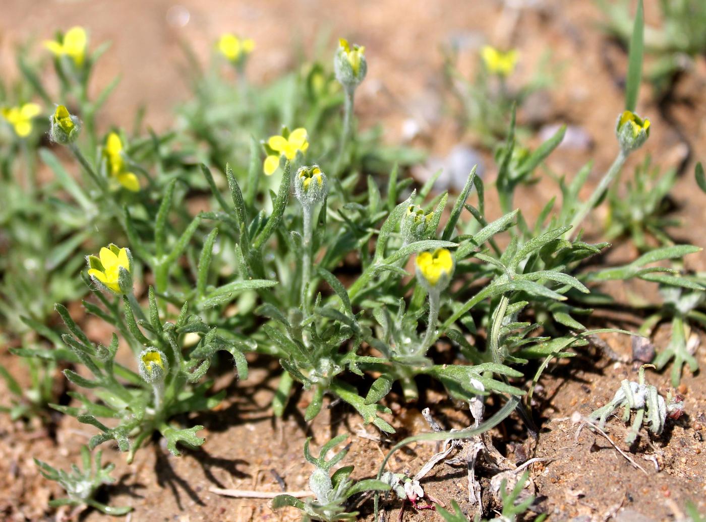 Image of Ceratocephala incurva specimen.