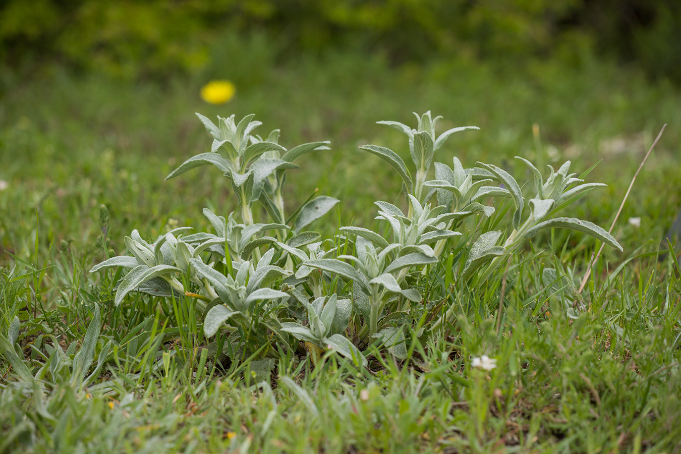 Image of Sideritis euxina specimen.