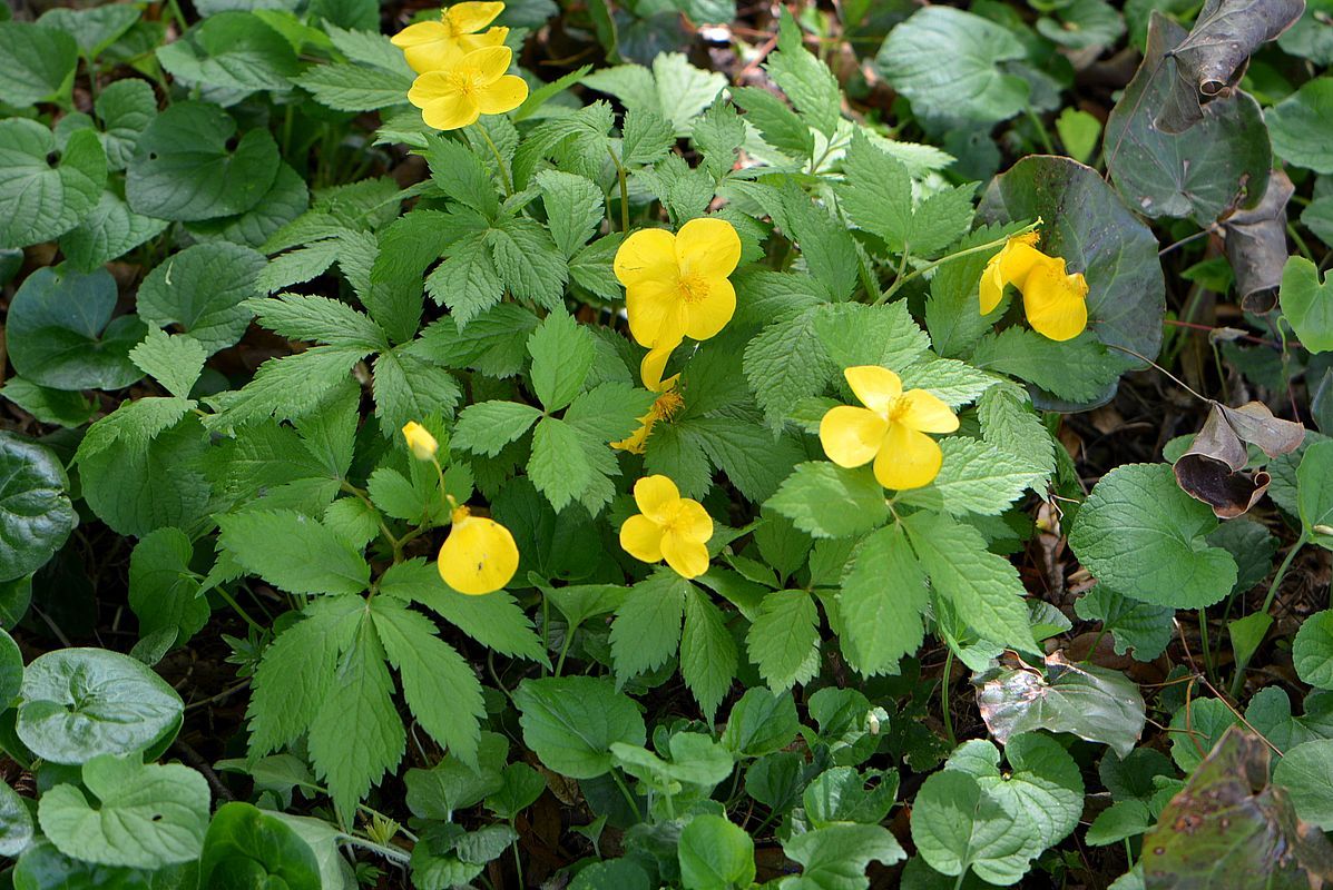 Image of Hylomecon japonica specimen.