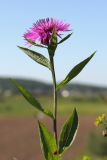 Centaurea jacea. Верхушка побега с соцветием. Ленинградская обл., Ломоносовский р-н, Кирхгофские высоты, сухой луг на известняках. 03.07.2010.