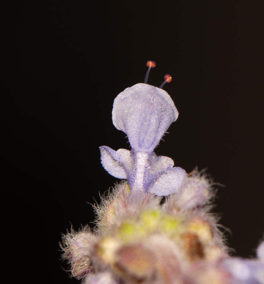 Image of Coleus australis specimen.