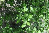 View full-size image Poncirus trifoliata
