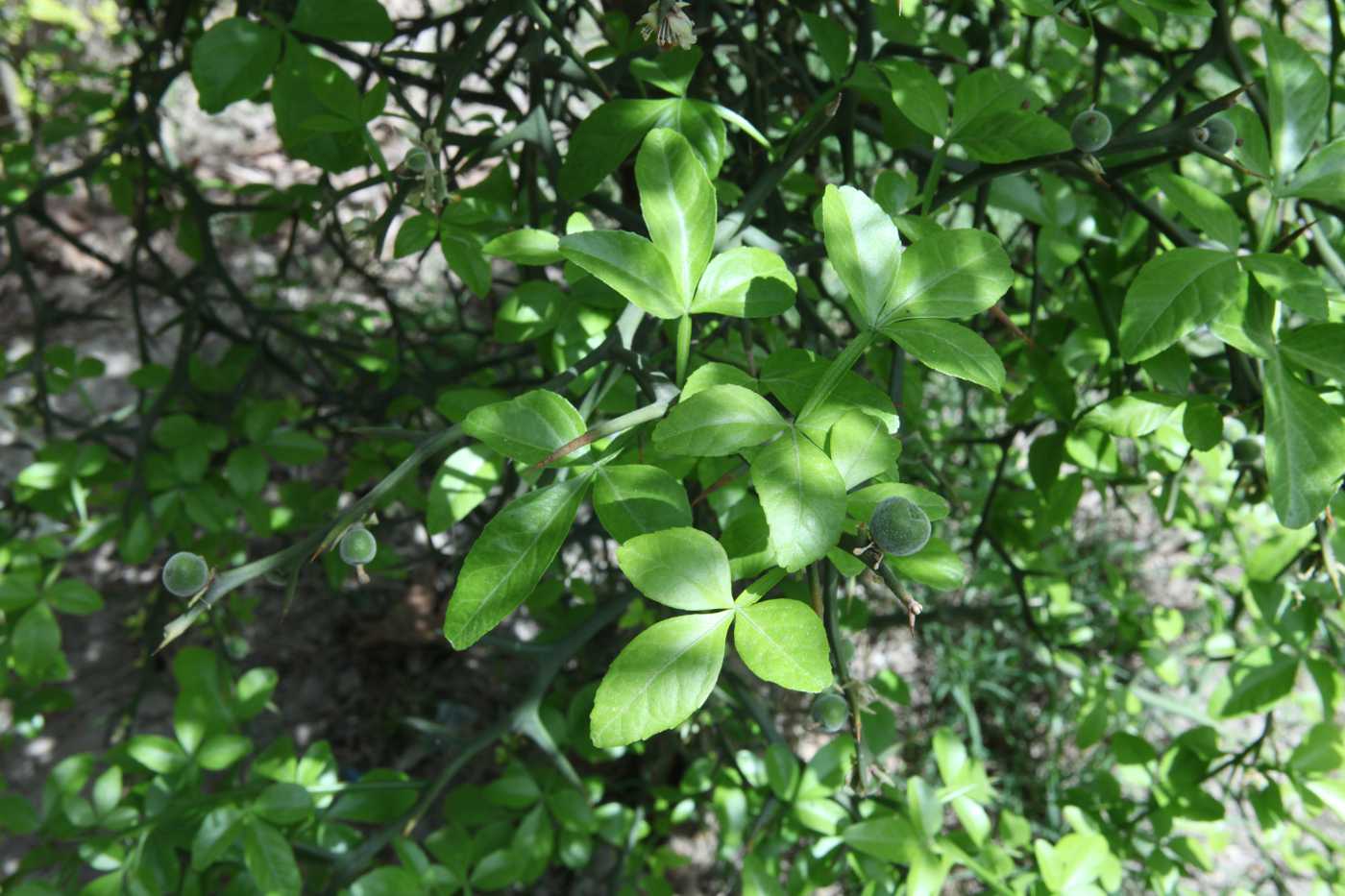 Image of Poncirus trifoliata specimen.