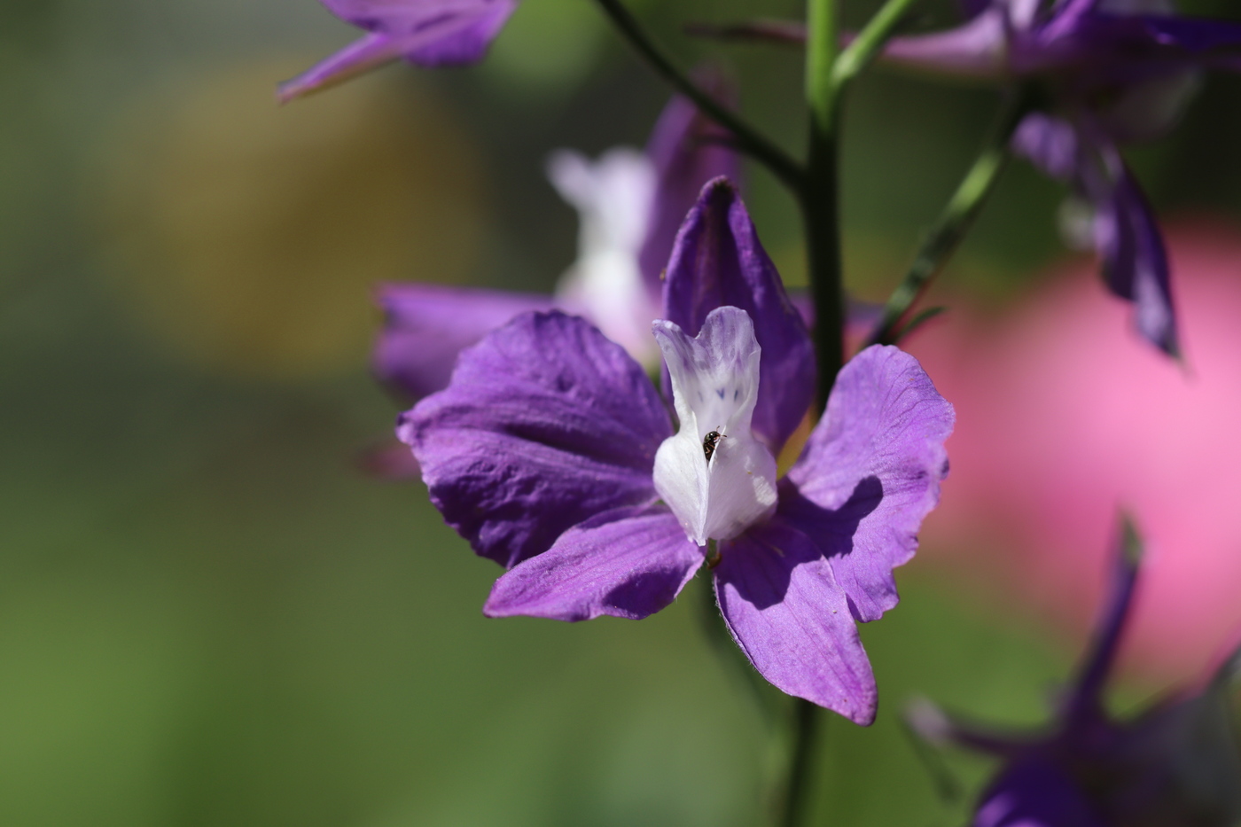 Image of Delphinium ajacis specimen.