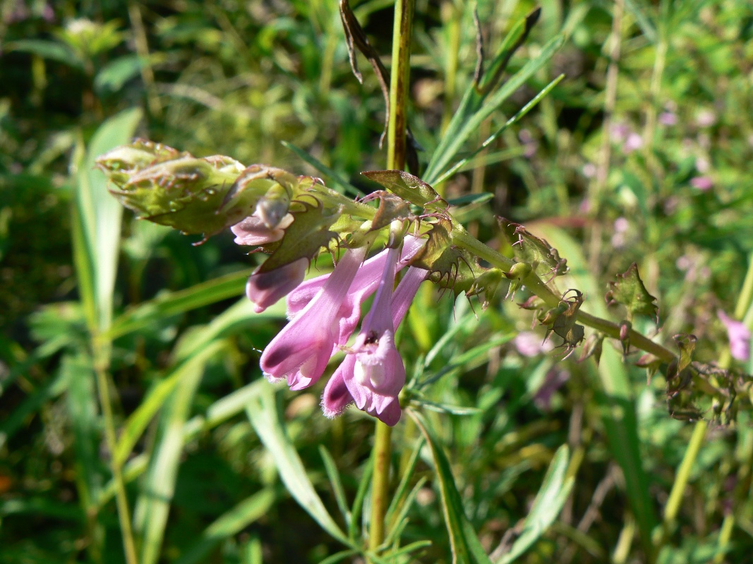 Изображение особи Melampyrum roseum.