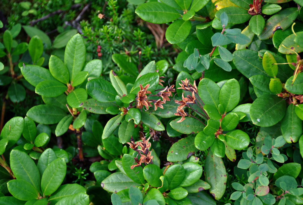 Image of Rhododendron aureum specimen.