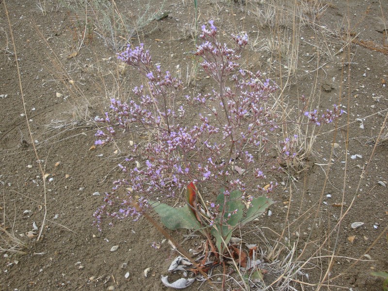 Изображение особи Limonium scoparium.