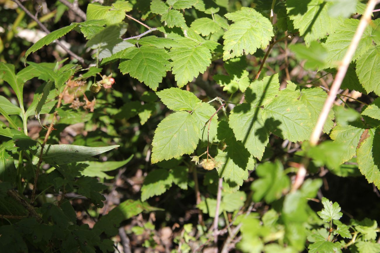 Image of genus Rubus specimen.