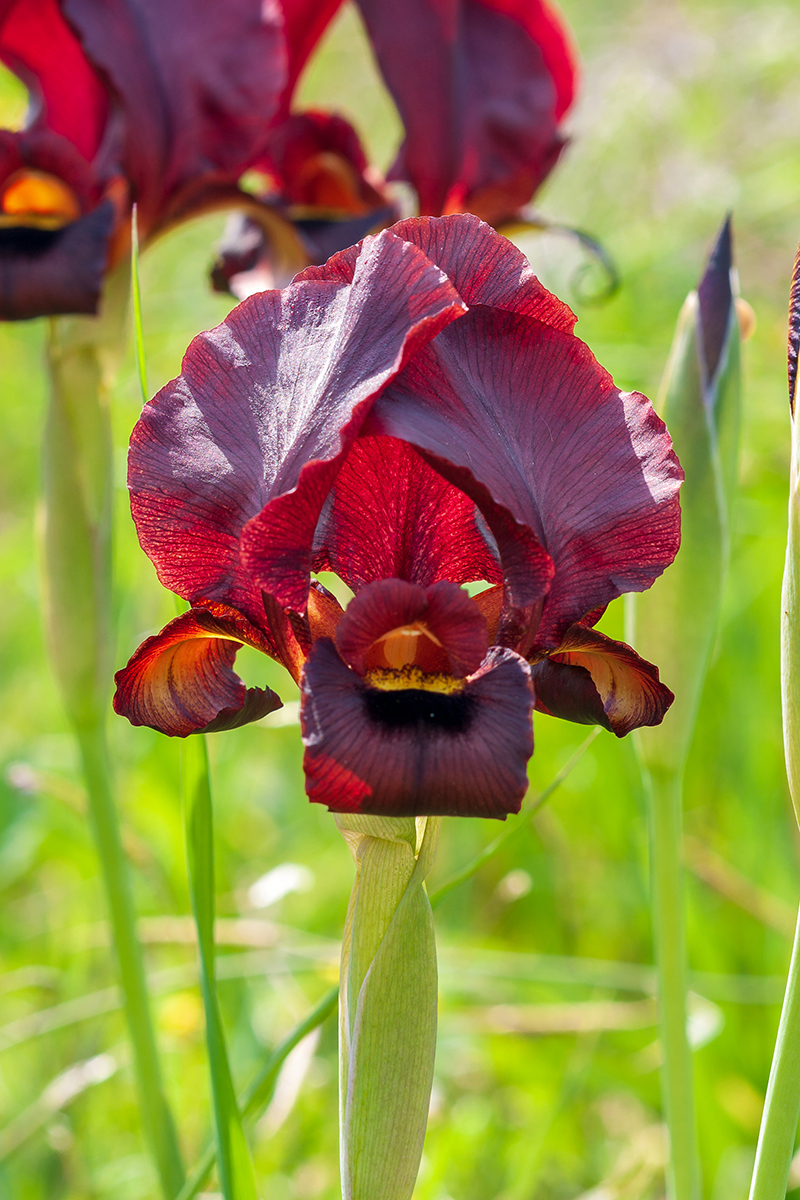 Image of Iris atropurpurea specimen.