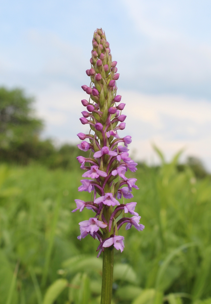 Изображение особи Gymnadenia conopsea.