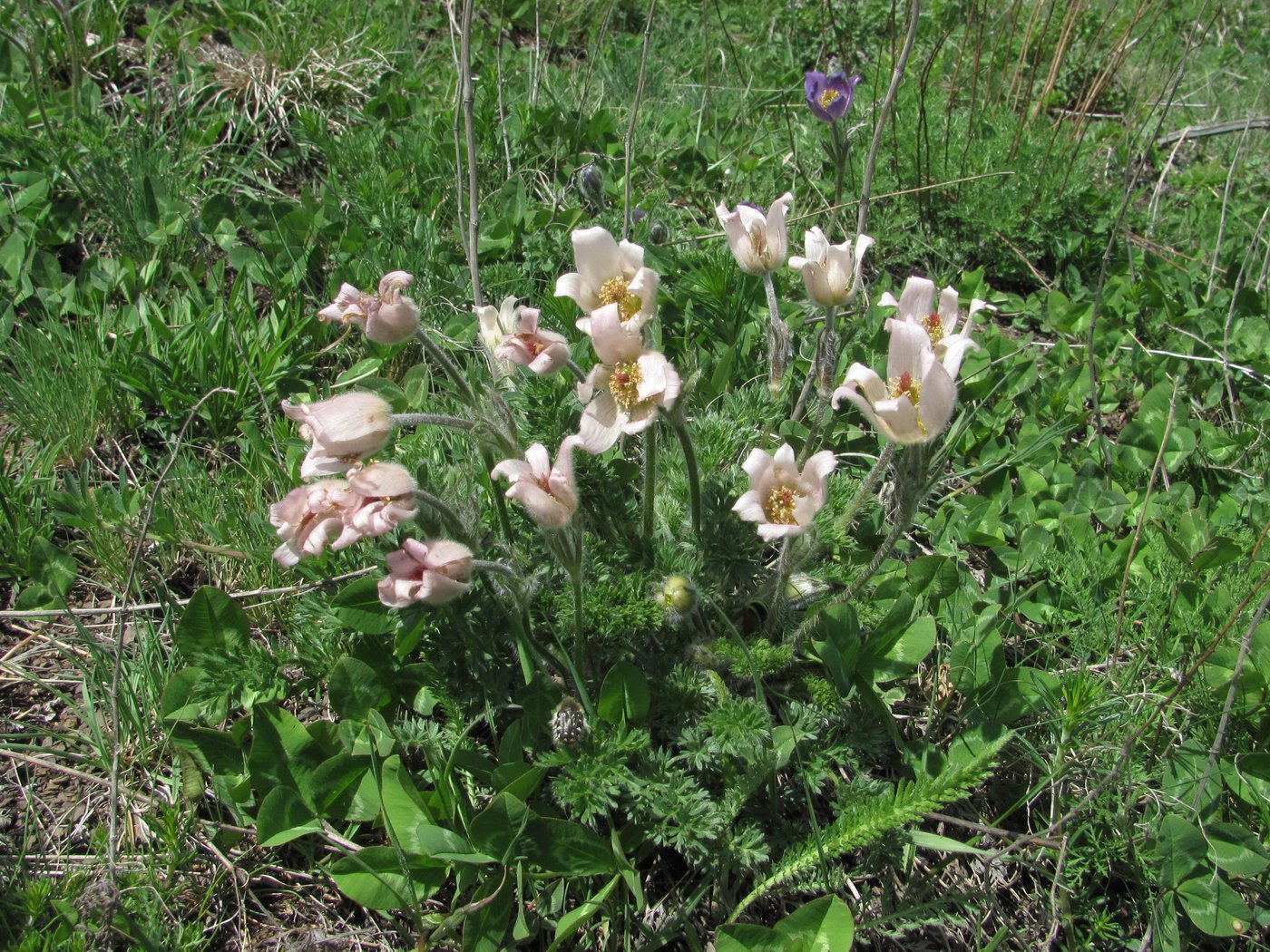 Изображение особи Pulsatilla violacea.