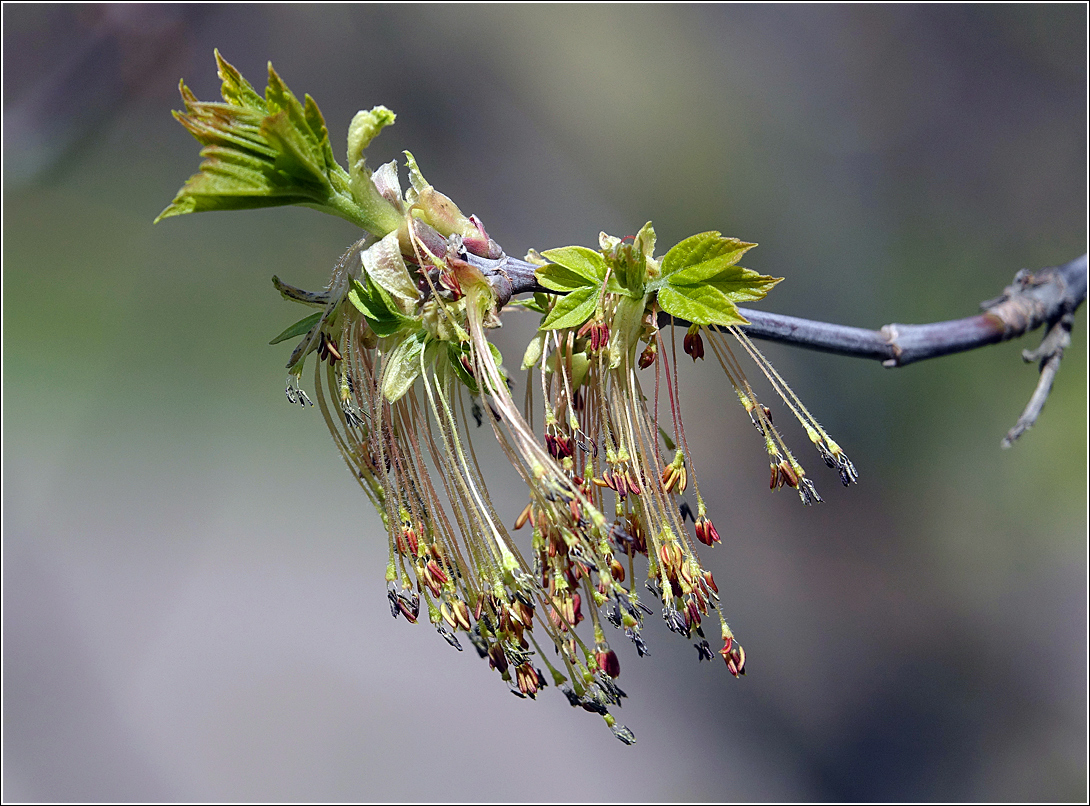 Image of Acer negundo specimen.