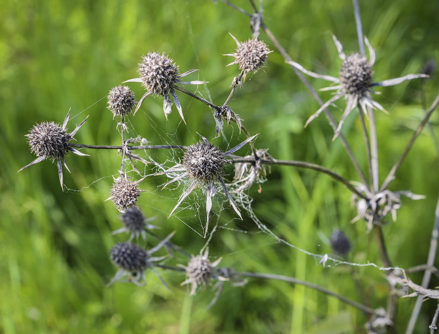 Изображение особи Eryngium planum.