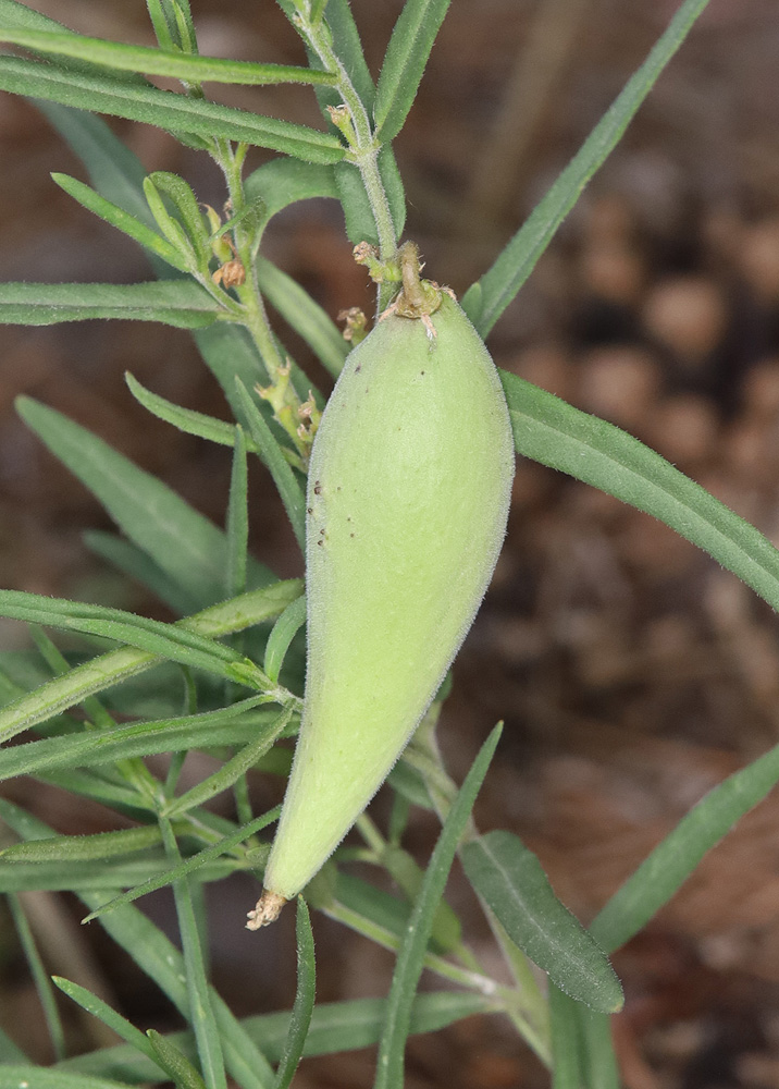 Изображение особи Vincetoxicum sibiricum.