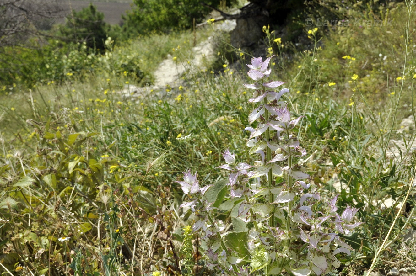 Изображение особи Salvia sclarea.