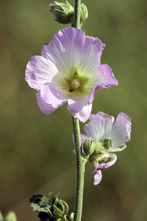 Изображение особи Alcea litwinowii.