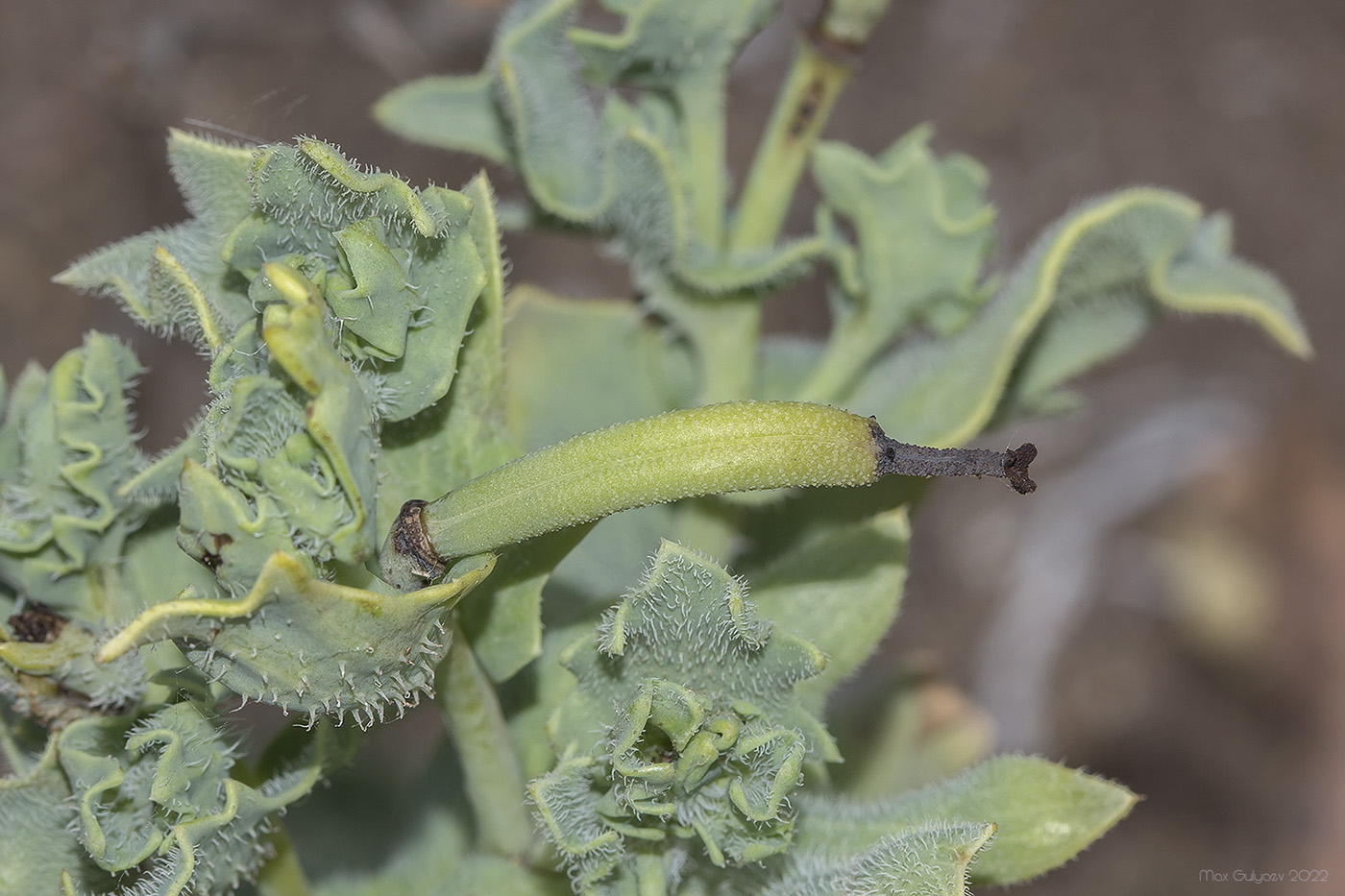 Изображение особи Glaucium flavum.