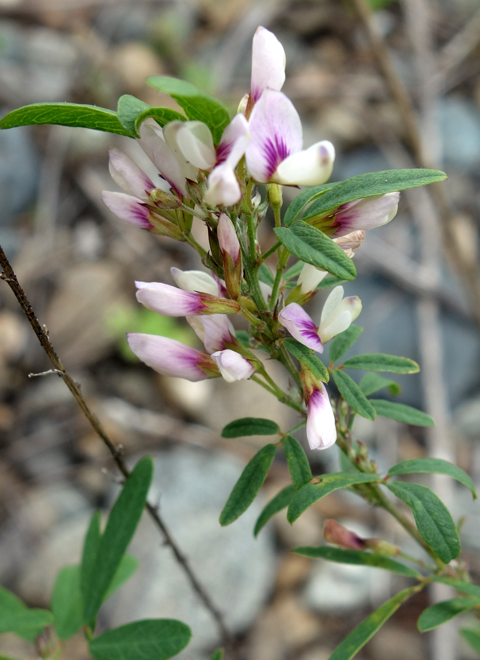 Изображение особи Lespedeza juncea.