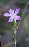 genus Dianthus. Цветок. Ростовская обл., Мясниковский р-н, окр. хут. Недвиговка. 24.10.2010.