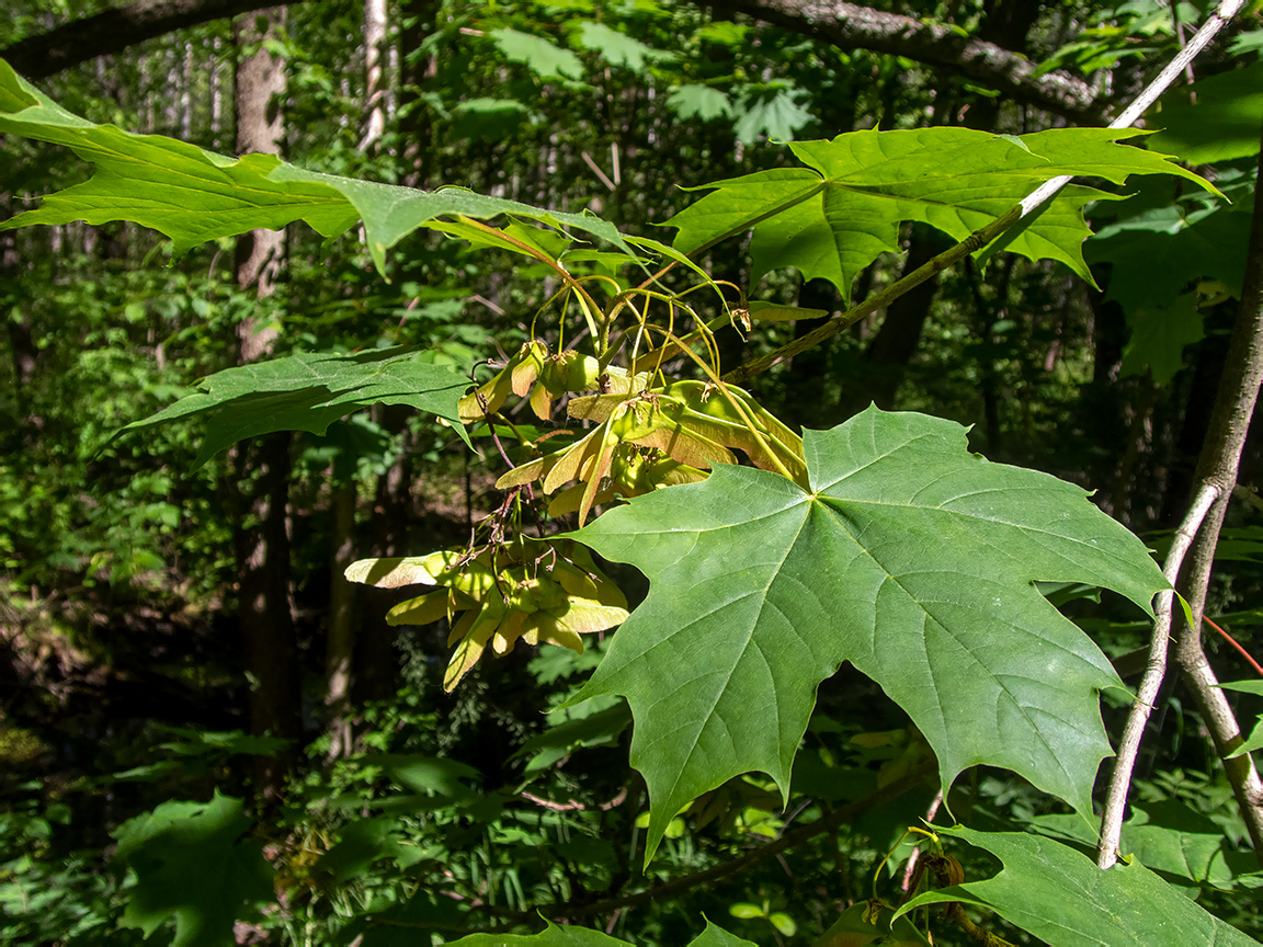 Изображение особи Acer platanoides.