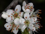 Смотреть изображение семейство Rosaceae