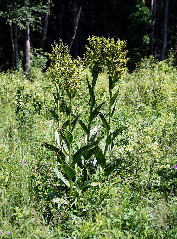 Image of Veratrum lobelianum specimen.