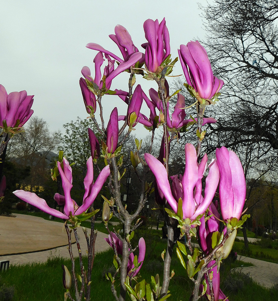 Image of genus Magnolia specimen.